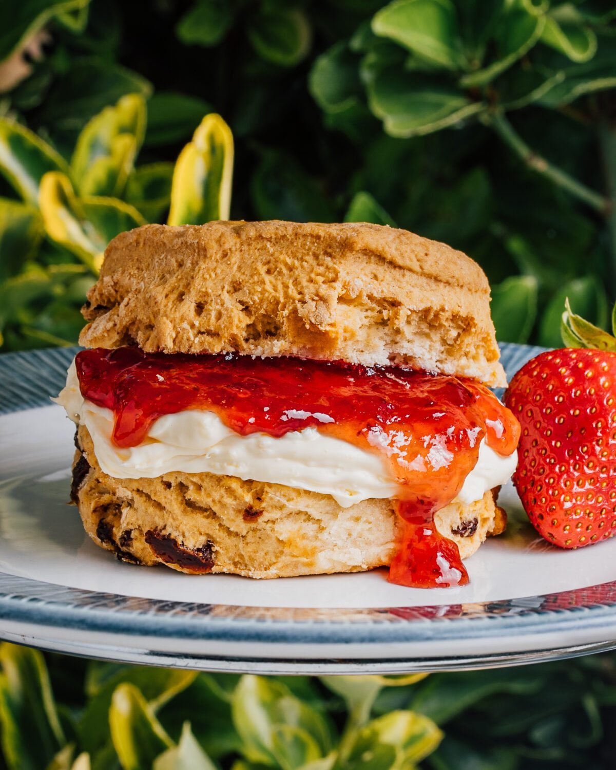 Scone with clotted cream and strawberry jam on a plate, garden foliage behind